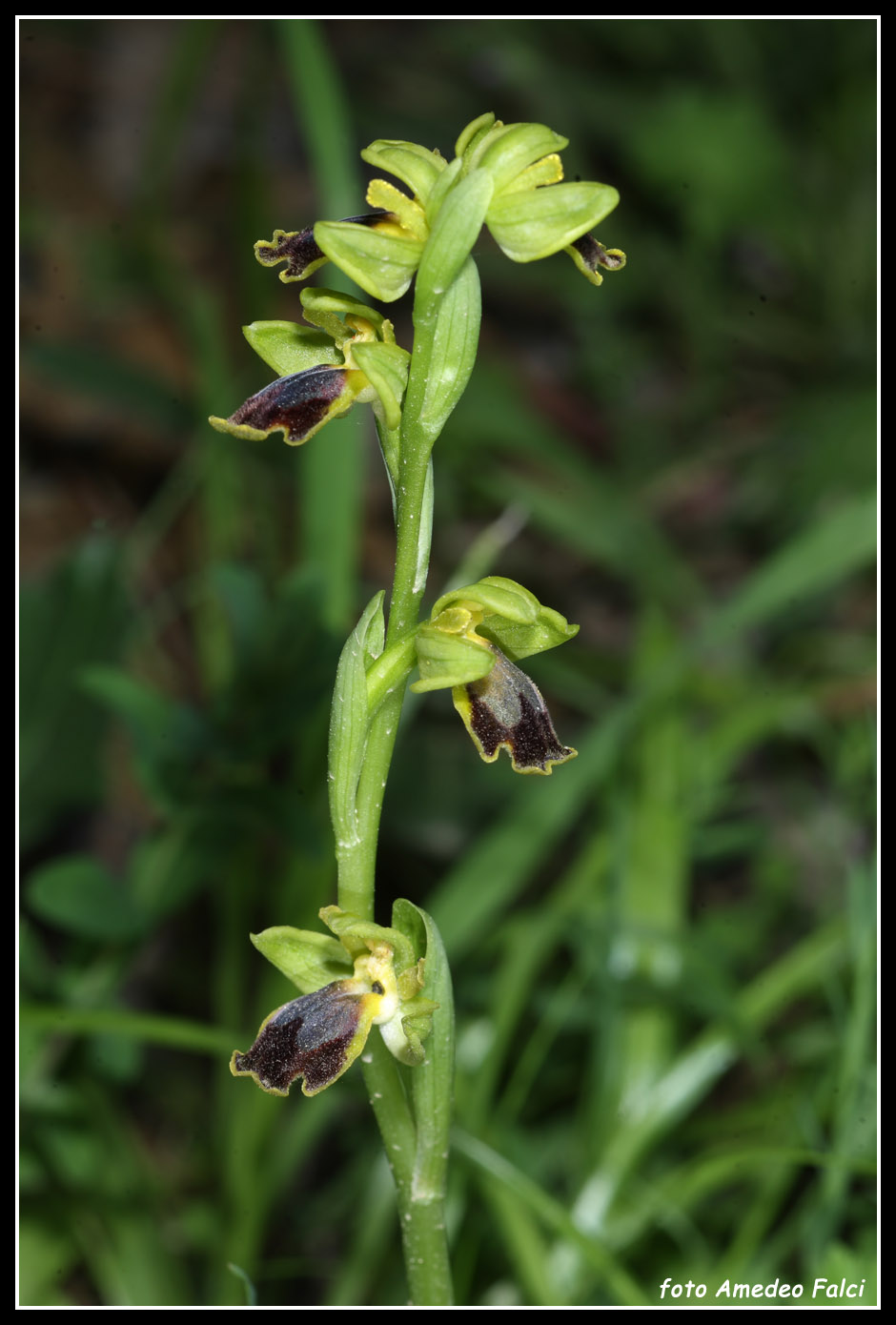 ORCHIDEE DI SICILIA: Ophrys flammeola Delforge